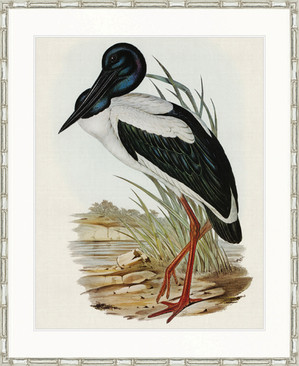 Pembroke Bird V