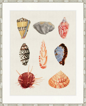 Seashell Collage III