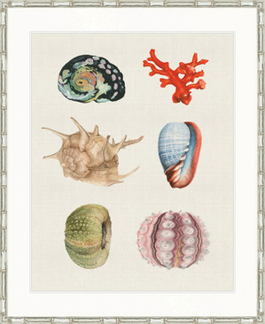 Seashell Collage IV