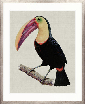 Colourful Toucan II