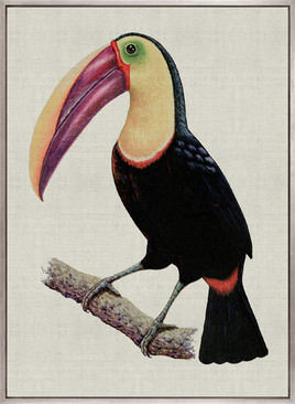Colourful Toucan II (Canvas)