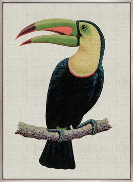 Colourful Toucan IV (Canvas)