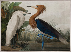 Exquisite Bird VI (Canvas)