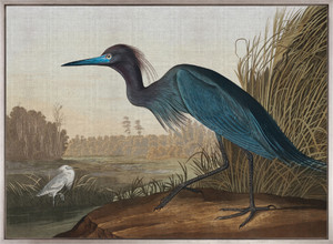 Exquisite Bird XI (Canvas)
