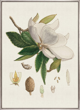 Classic Botanical Study II (Canvas)