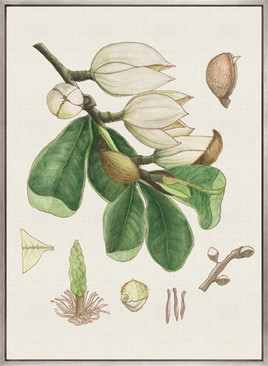 Classic Botanical Study III (Canvas)