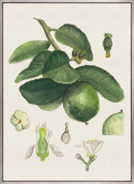 Classic Botanical Study IV (Canvas)