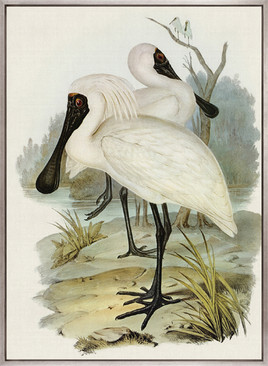 Pembroke Bird II (Canvas)
