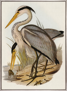 Pembroke Bird III (Canvas)