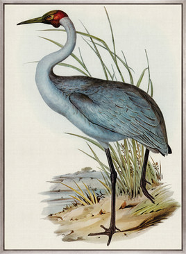 Pembroke Bird IV (Canvas)