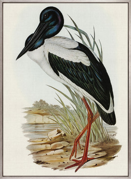 Pembroke Bird V (Canvas)