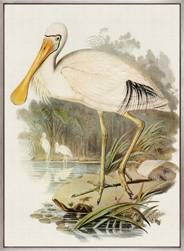 Pembroke Bird VI (Canvas)