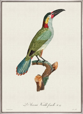 Forest Bird III (Canvas)