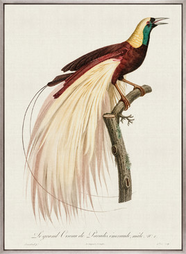 Forest Bird V (Canvas)