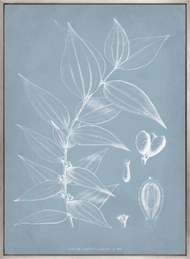 Botanical Study (Pale Blue) II (Canvas)