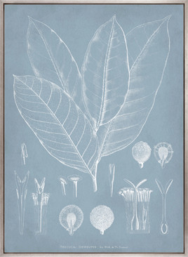 Botanical Study (Pale Blue) III (Canvas)