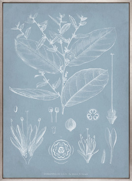 Botanical Study (Pale Blue) IV (Canvas)