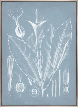 Botanical Study (Pale Blue) VI (Canvas)
