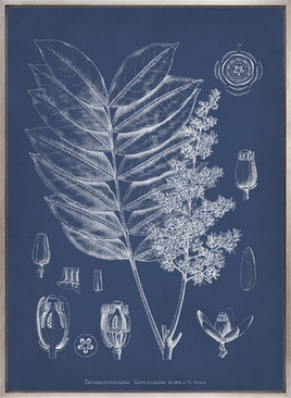 Botanical Study (Indigo) VII (Canvas)