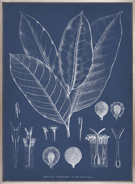 Botanical Study (Indigo) VIII (Canvas)