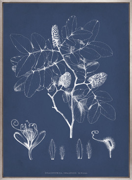 Botanical Study (Indigo) IX (Canvas)