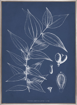 Botanical Study (Indigo) X (Canvas)