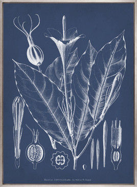 Botanical Study (Indigo) XII (Canvas)