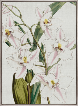 Orchid Beauty VI (Canvas)