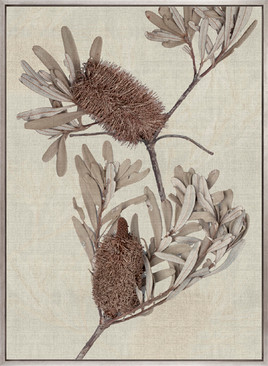 Banksia Study III (Canvas)