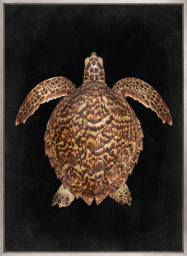 Majestic Turtle III (Canvas)