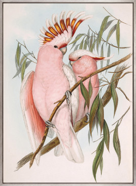 Splendid Bird II (Canvas)