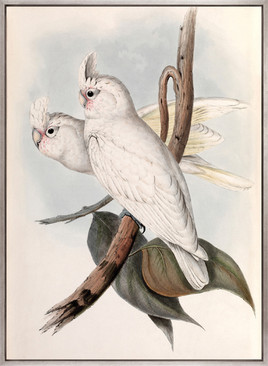 Splendid Bird VII (Canvas)