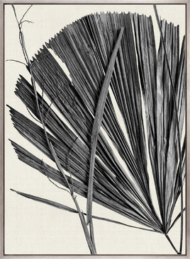 Asiatic Palm II (Canvas)