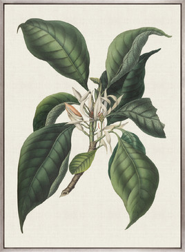 Botanical Bliss II (Canvas)