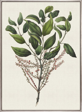 Botanical Bliss III (Canvas)