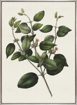 Botanical Bliss IV (Canvas)
