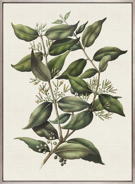 Botanical Bliss V (Canvas)