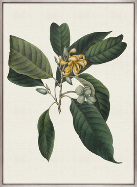 Botanical Bliss VI (Canvas)