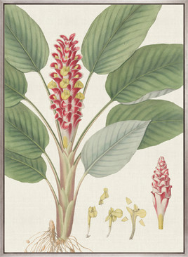 Wallich Botanical I (Canvas)