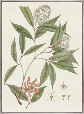 Wallich Botanical III (Canvas)