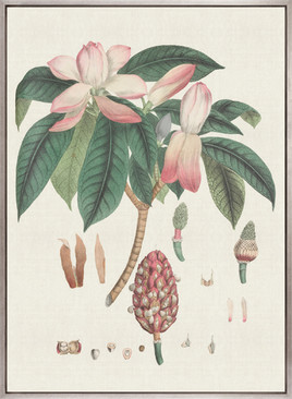 Wallich Botanical IV (Canvas)
