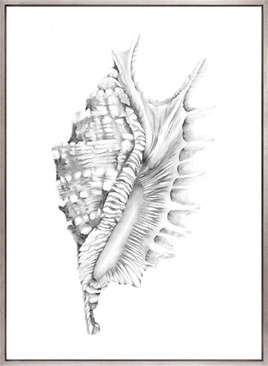Exquisite Shell X (Soft Grey) (Canvas)