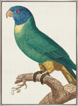 Naturelle des Perroquet III (Canvas)
