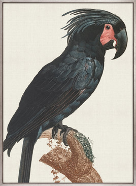 Naturelle des Perroquet IV (Canvas)
