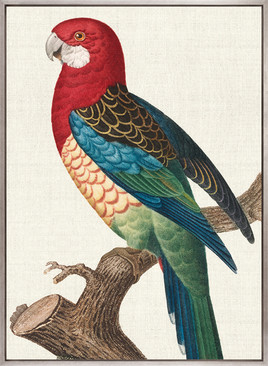 Naturelle des Perroquet VI (Canvas)