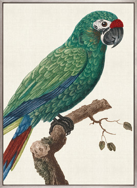 Naturelle des Perroquet VII (Canvas)