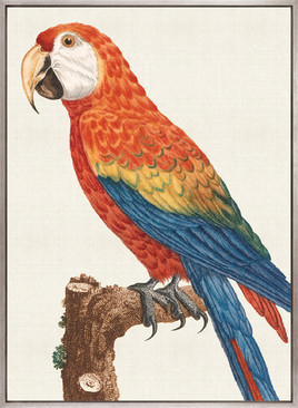 Naturelle des Perroquet VIII (Canvas)