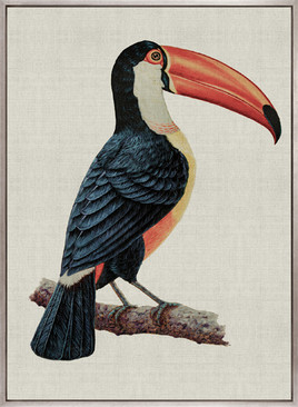 Colourful Toucan I (Canvas)