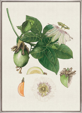Classic Botanical Study I (Canvas)