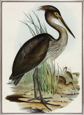 Pembroke Bird I (Canvas)